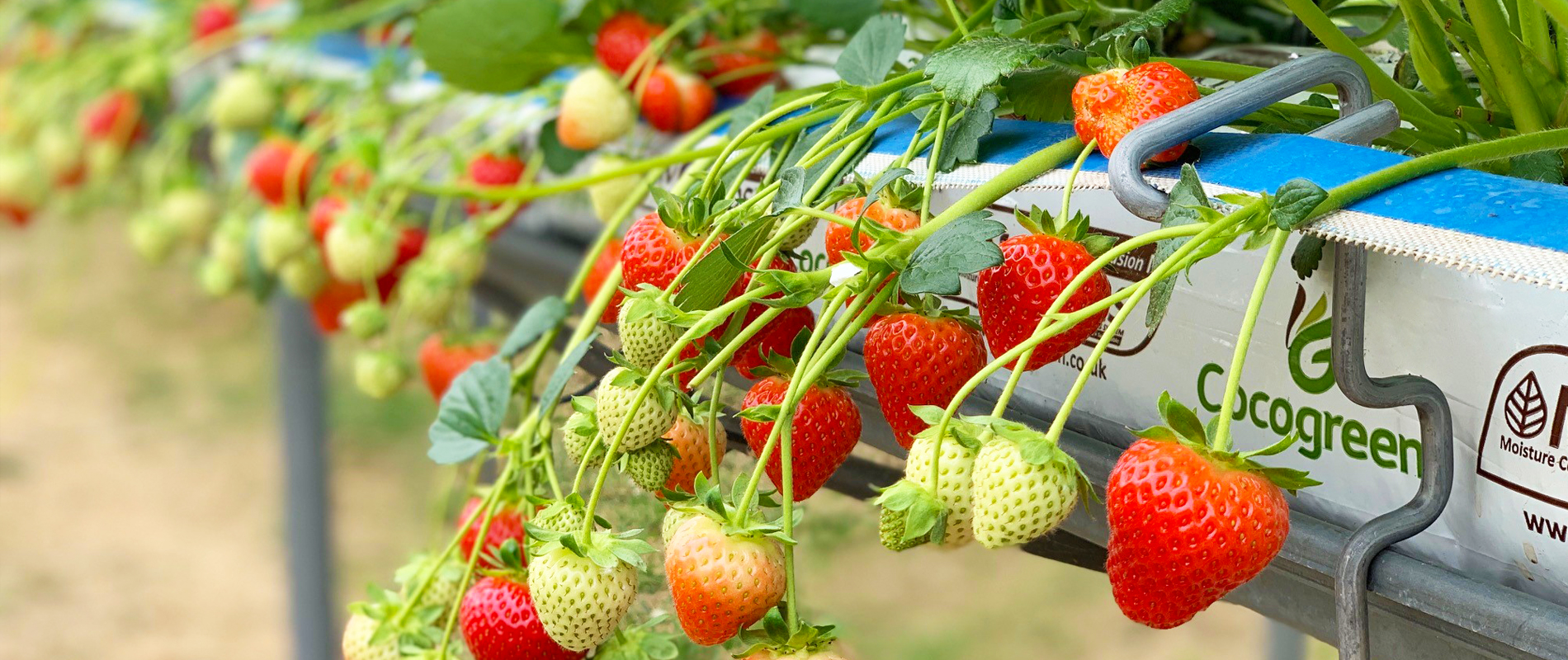 کشت توت فرنگی در گروبگ