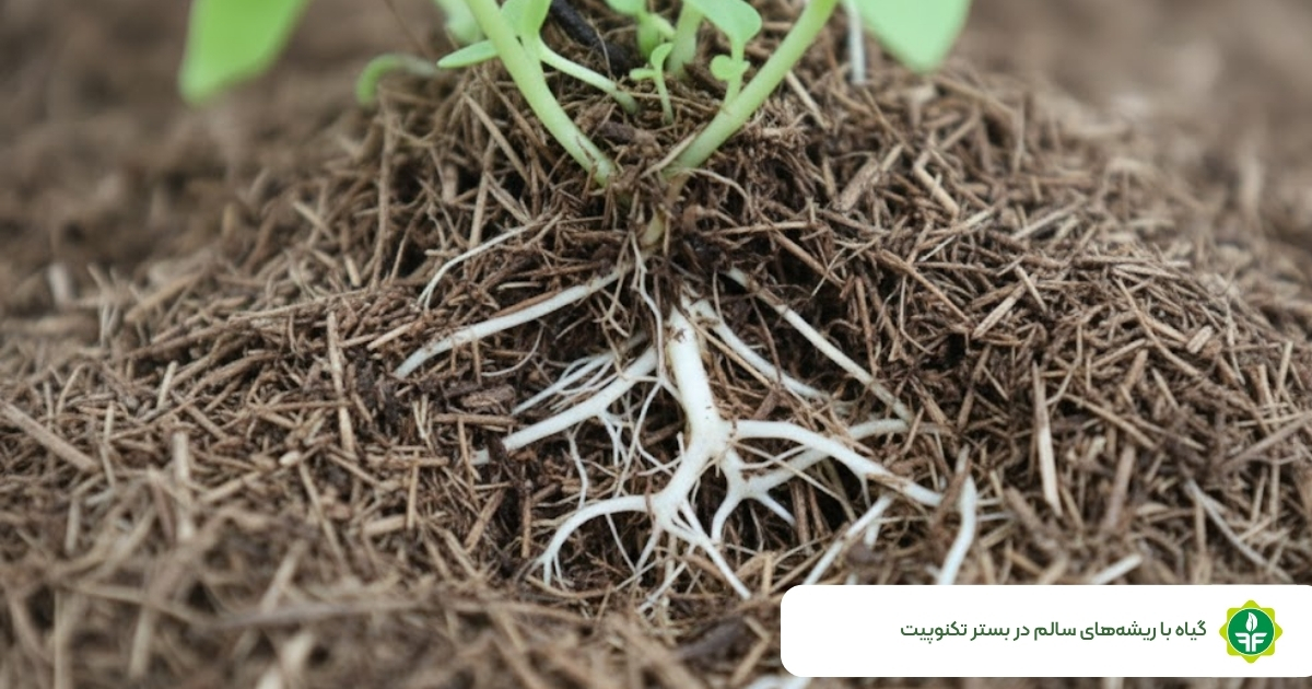  بستر کشت گلخانه تکنوپیت با ریشه‌های سالم گیاه