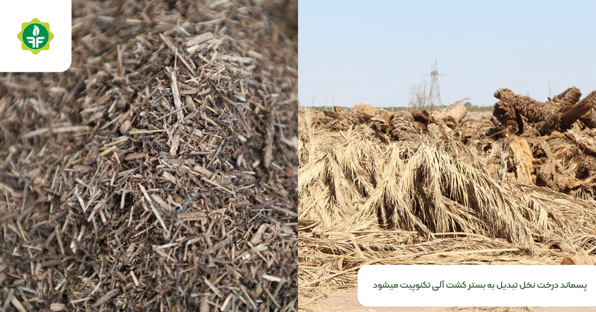 الیاف نخل ایرانی مورد استفاده در تولید بستر کشت تکنوپیت پس از شست‌وشو و خشک‌سازی